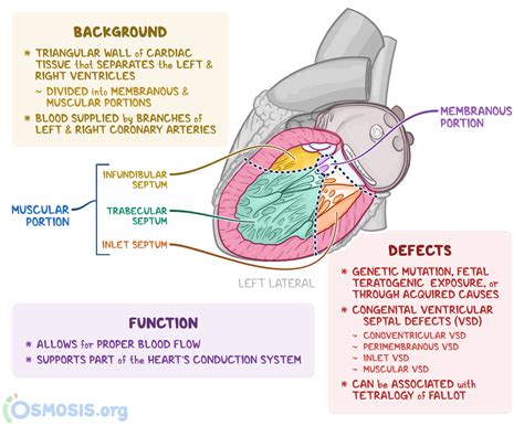 interventricular septum thickness measurement|interventricular septum blood supply.